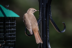 Photos Grive solitaire